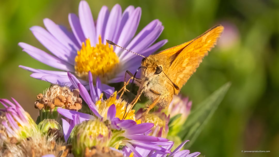 Woodland Skipper on asters with forewings raised and hindwings flat, hooked antenna tips visible