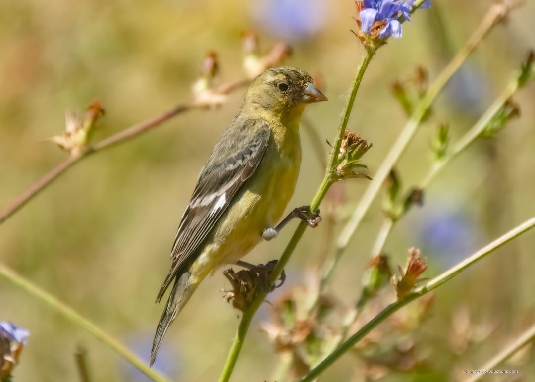 Side profile of a male Lesser Goldfinch showing the black cap
