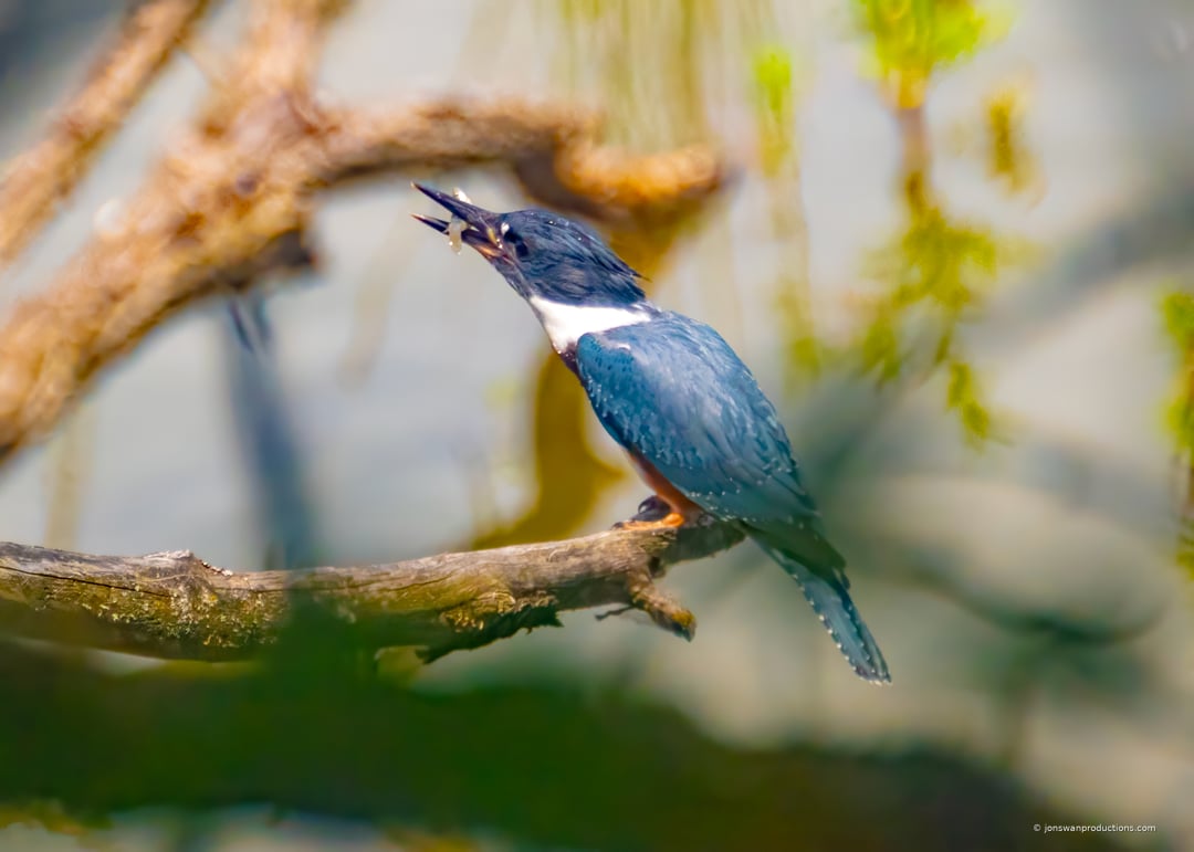 Belted Kingfisher with a fish in its bill