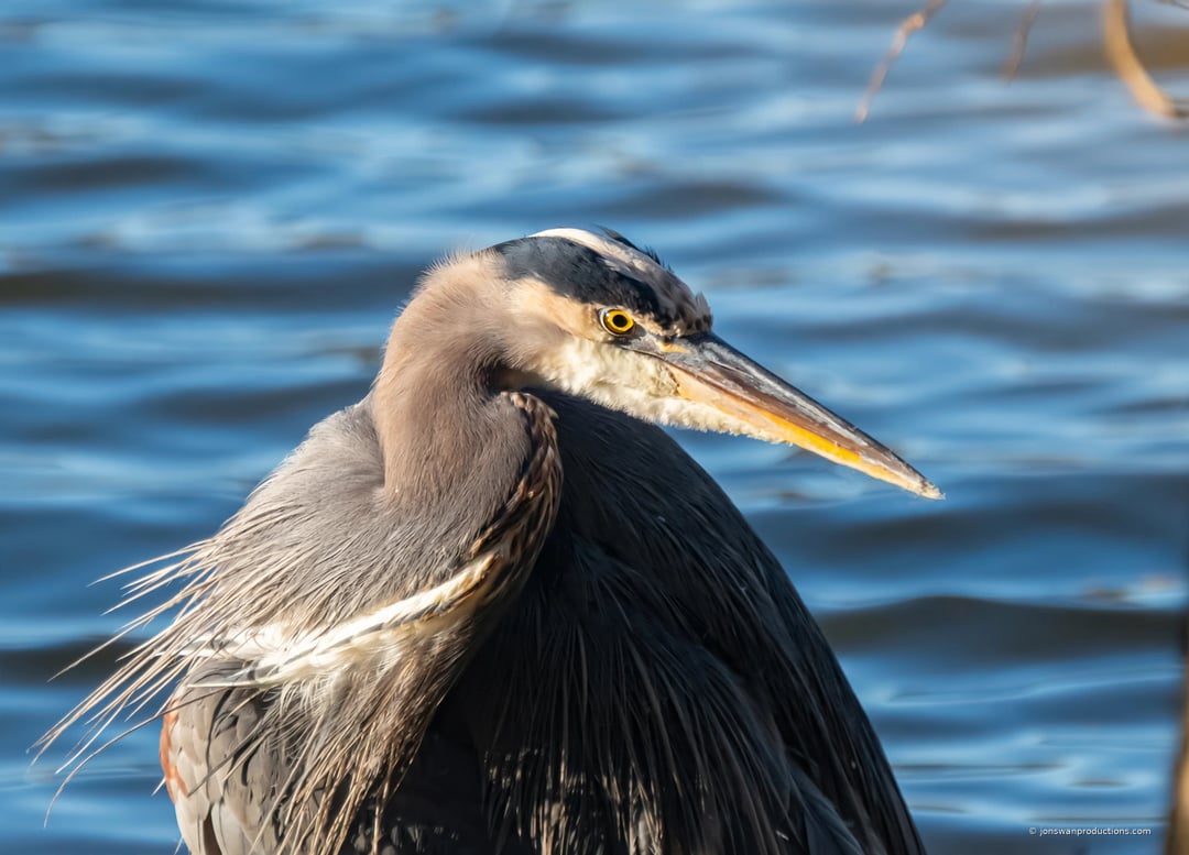 Close-up portrait of a great blue heron's head and neck against blue water