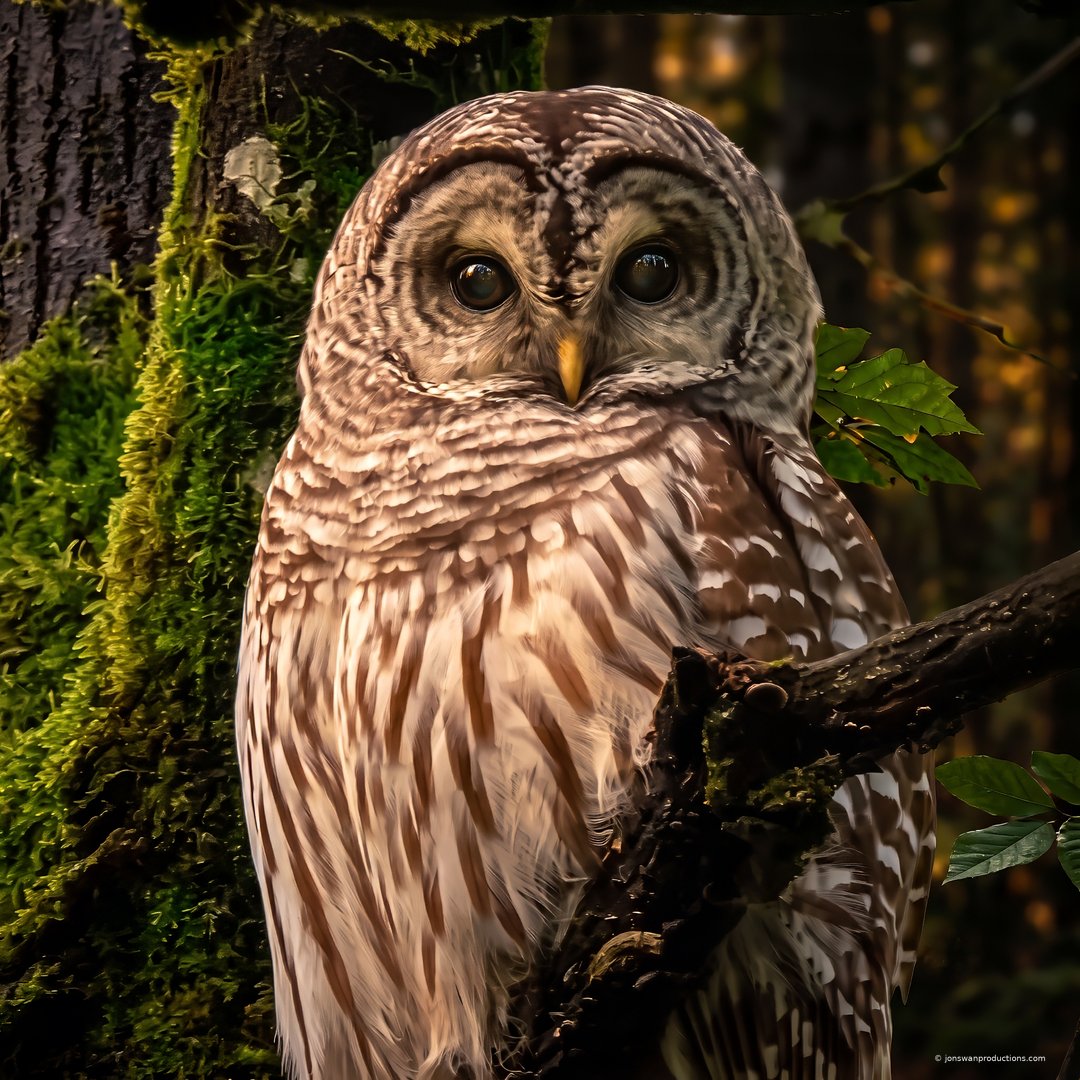 Barred owl turned three-quarters against a mossy trunk in warm forest light