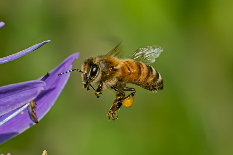 Exploring the Buzz: Bees of Oaks Bottom Wildlife Refuge