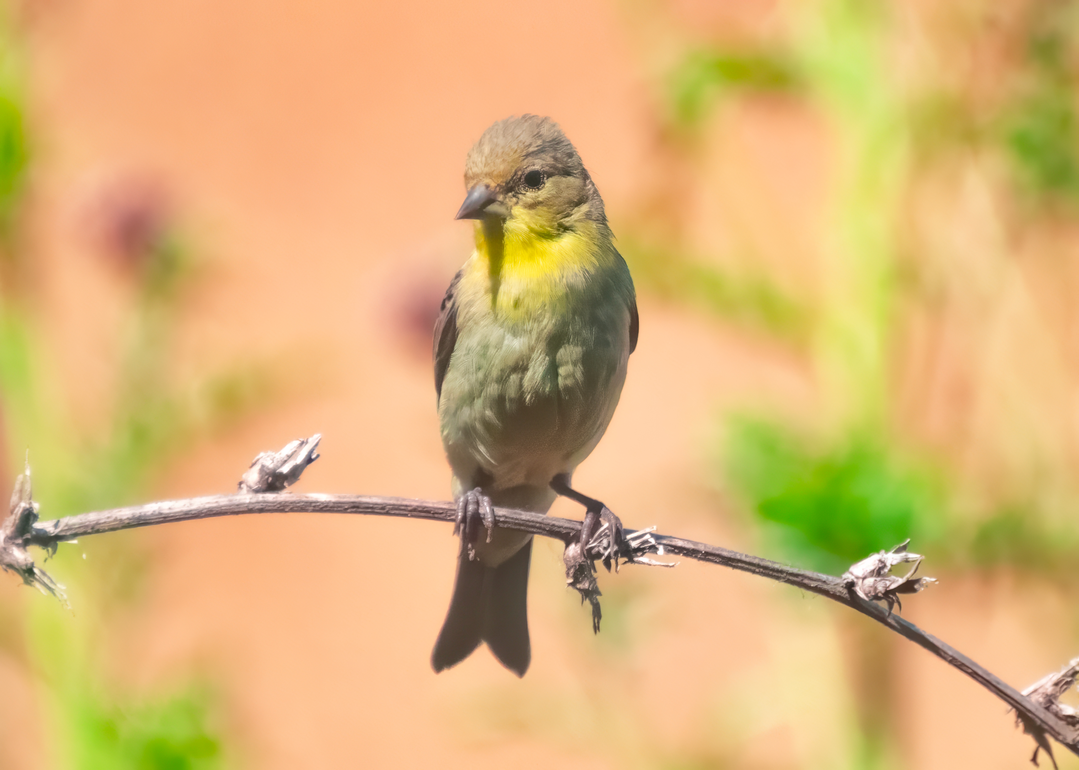 Lesser Goldfinch in soft light against a pastel background