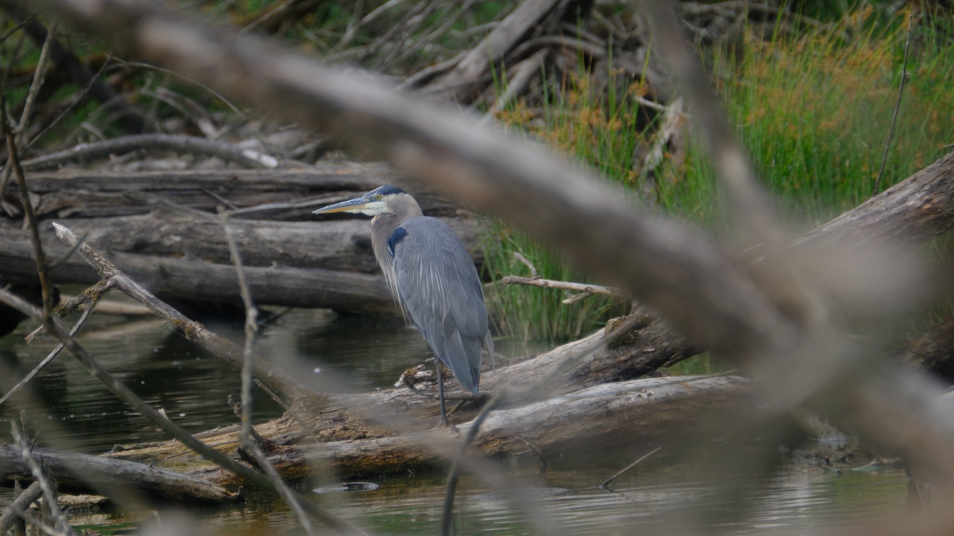 A Great Blue Heron, Hiding in Plain Sight