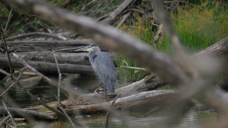 A Great Blue Heron, Hiding in Plain Sight
