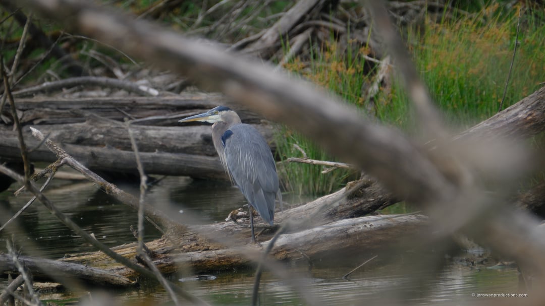 Great Blue Heron blending into the reeds and water