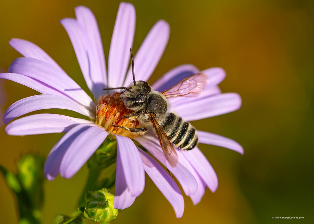 Long-horned bee with silvered thorax and banded abdomen on a pale lavender Douglas aster
