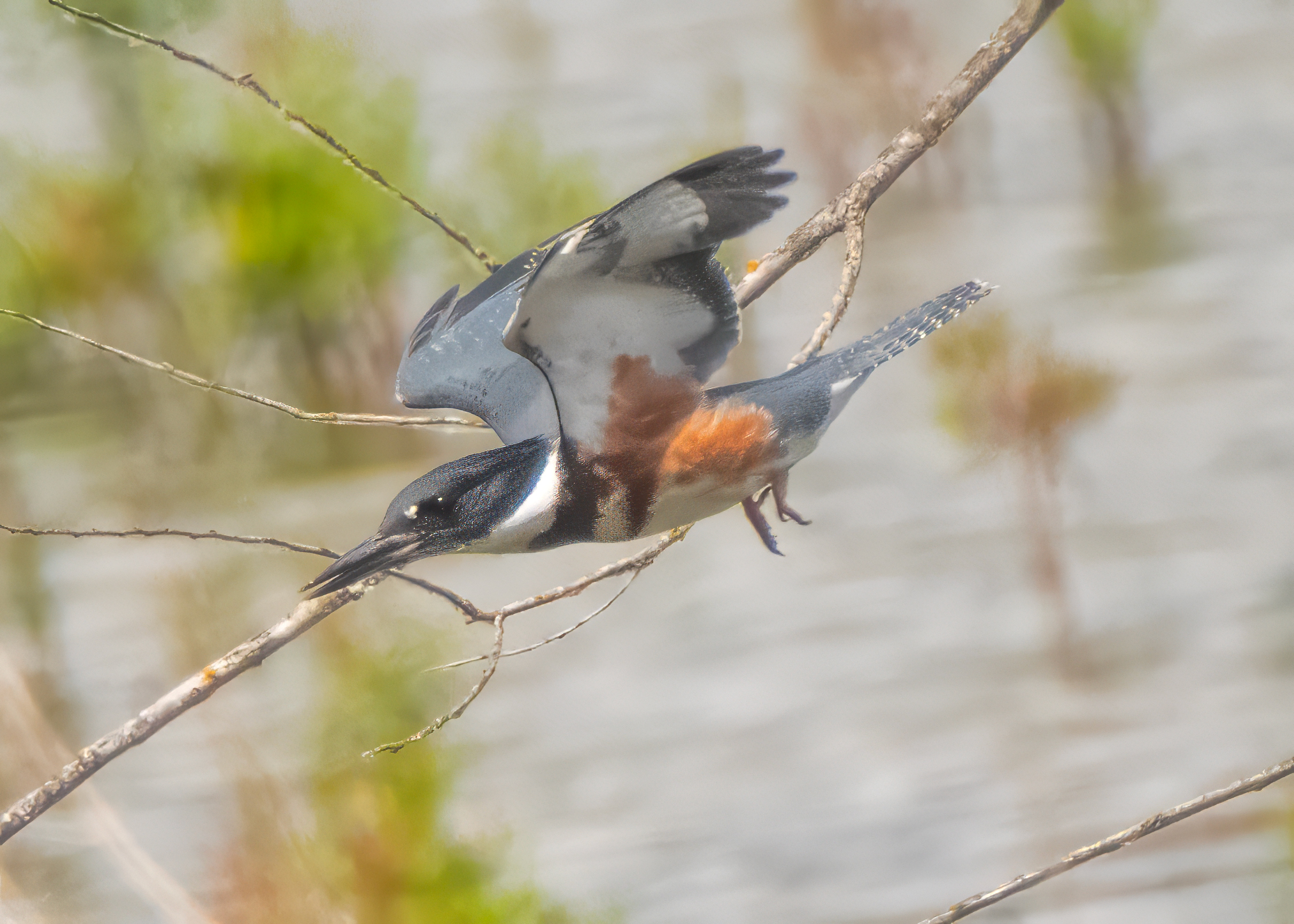 Belted Kingfisher taking off, wings spread