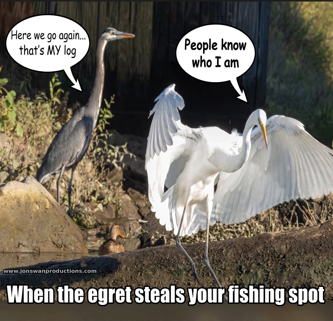Great white egret with wings spread wide saying People know who I am, while a great blue heron behind it says Here we go again, that's MY log, captioned When the egret steals your fishing spot