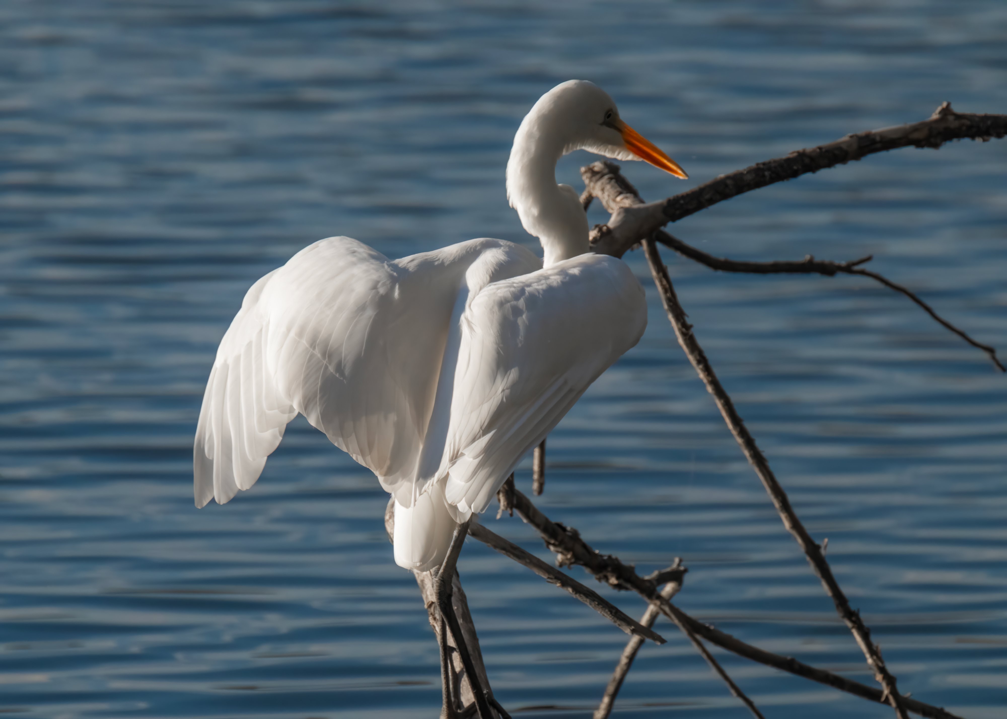 A Great Egret with wings raised over the water, head tucked down beneath them