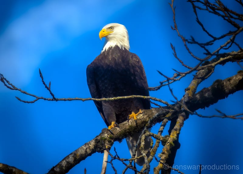 Adult Bald Eagle against blue sky at Oaks Bottom by Jonathan Swanson