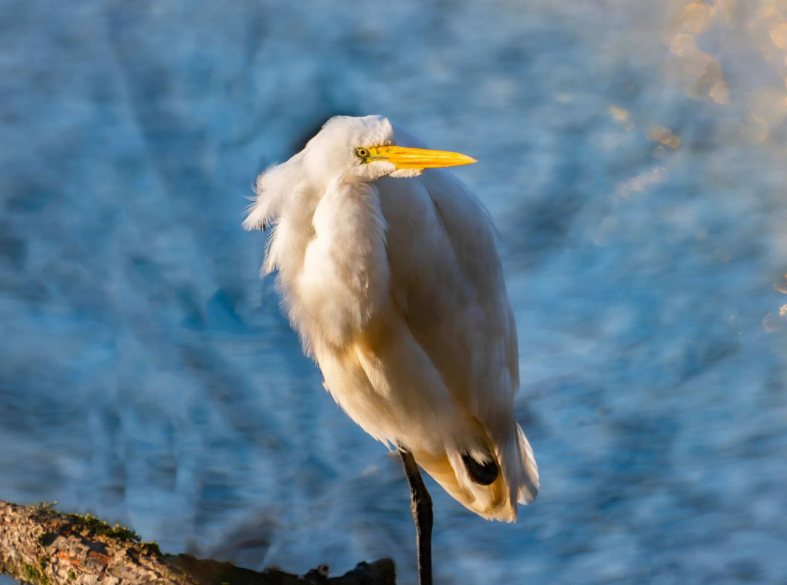 Great white egret lit gold by sunset light against cool blue water