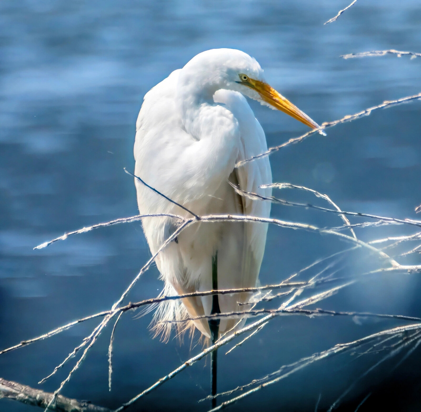 Great white egret framed by fine branches against deep blue water