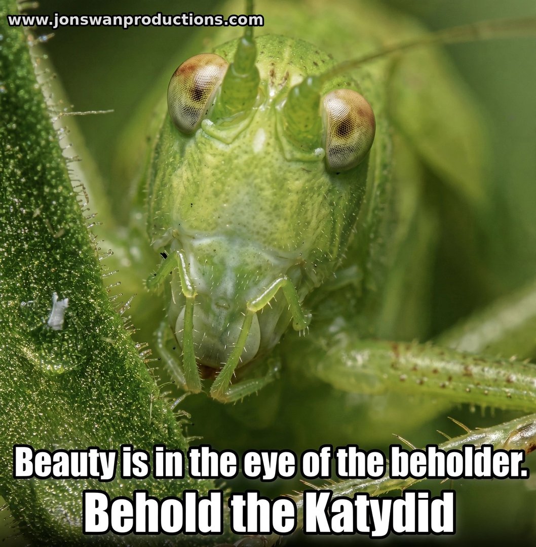 Close-up macro of a katydid's face, captioned Beauty is in the eye of the beholder. Behold the Katydid
