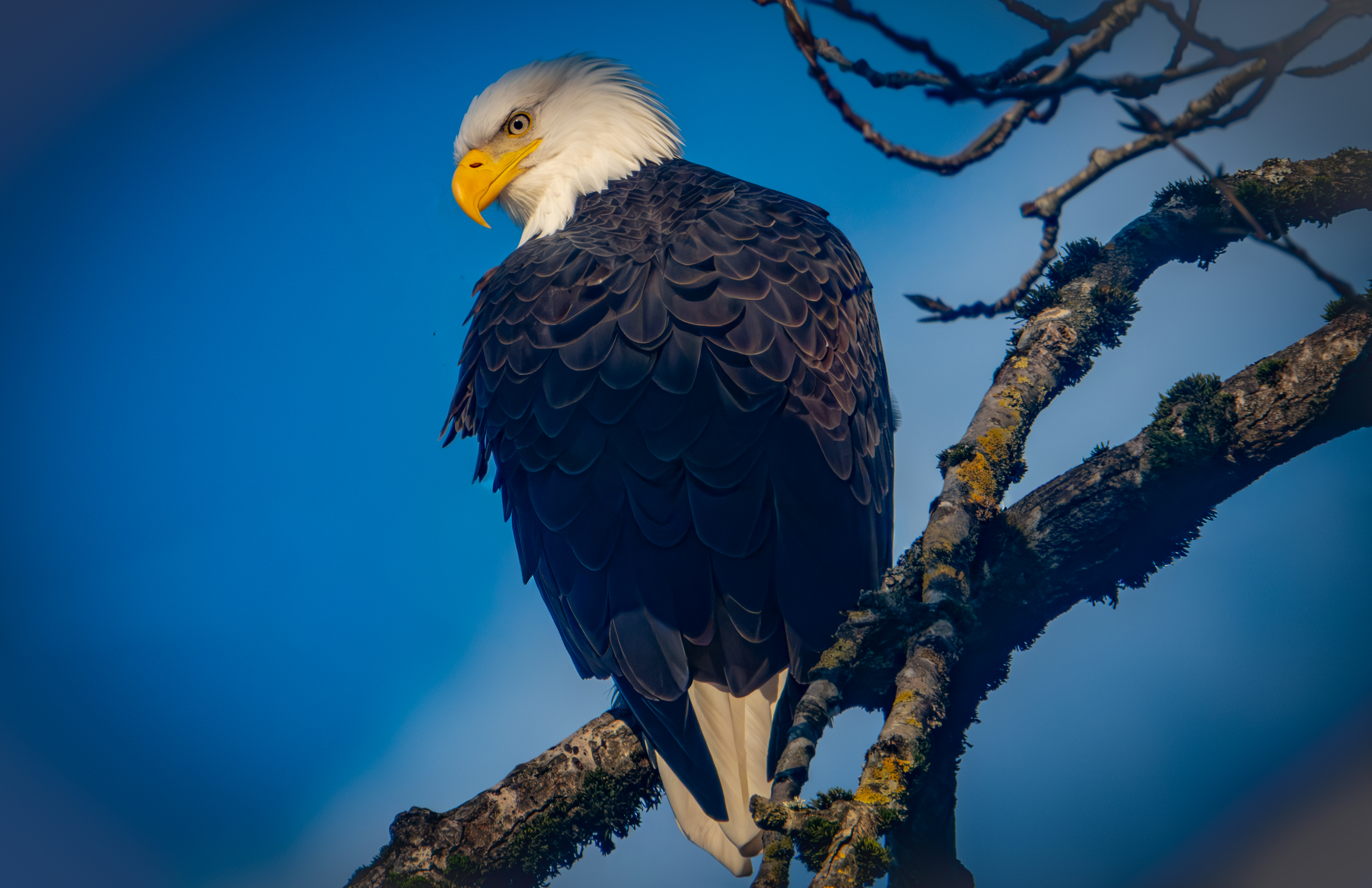 Mature Bald Eagle