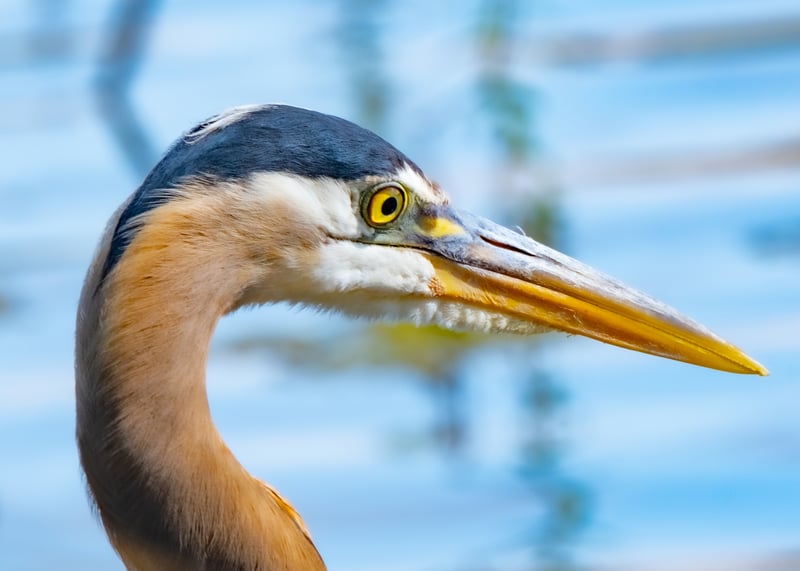 The Great Blue Heron