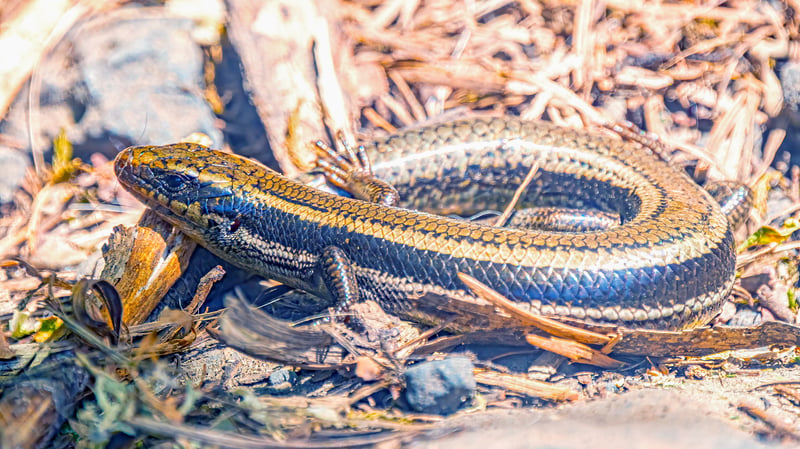 After 54 Years, My First Western Skink