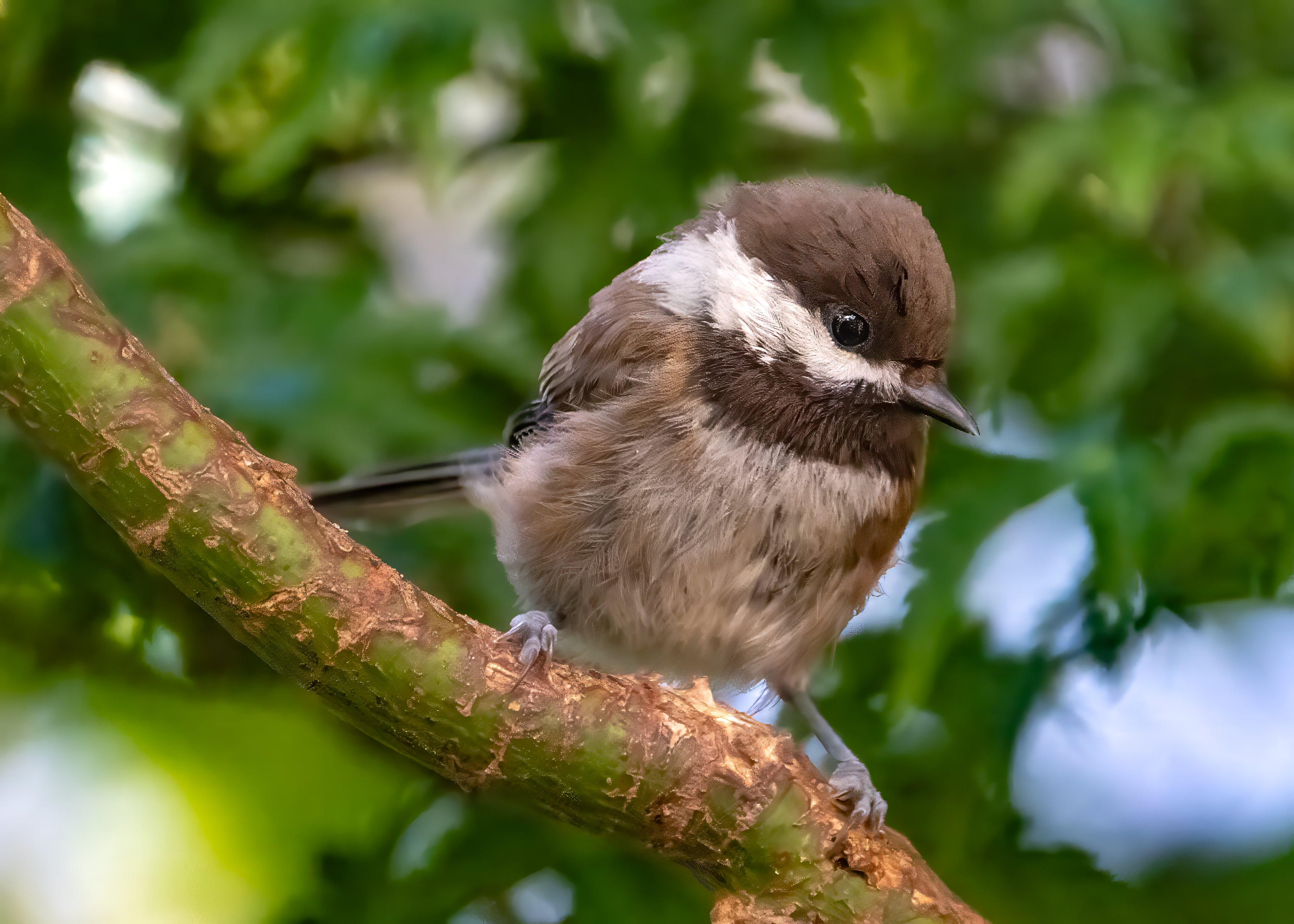 Chestnut-backed Chickadee with warm chestnut back and flanks