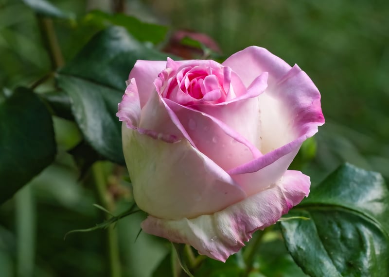 Backyard, Street, Refuge: Portland in Bloom