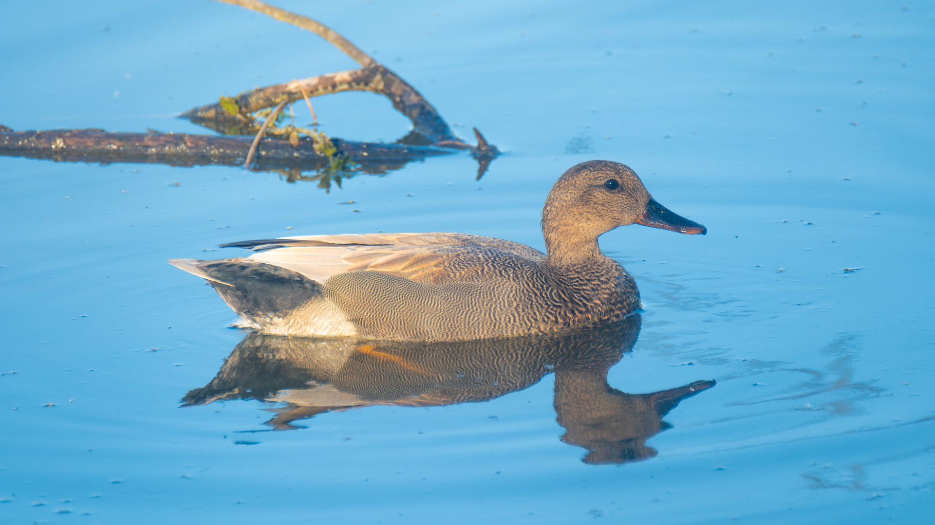 Male Gadwall duck at Oaks Bottom