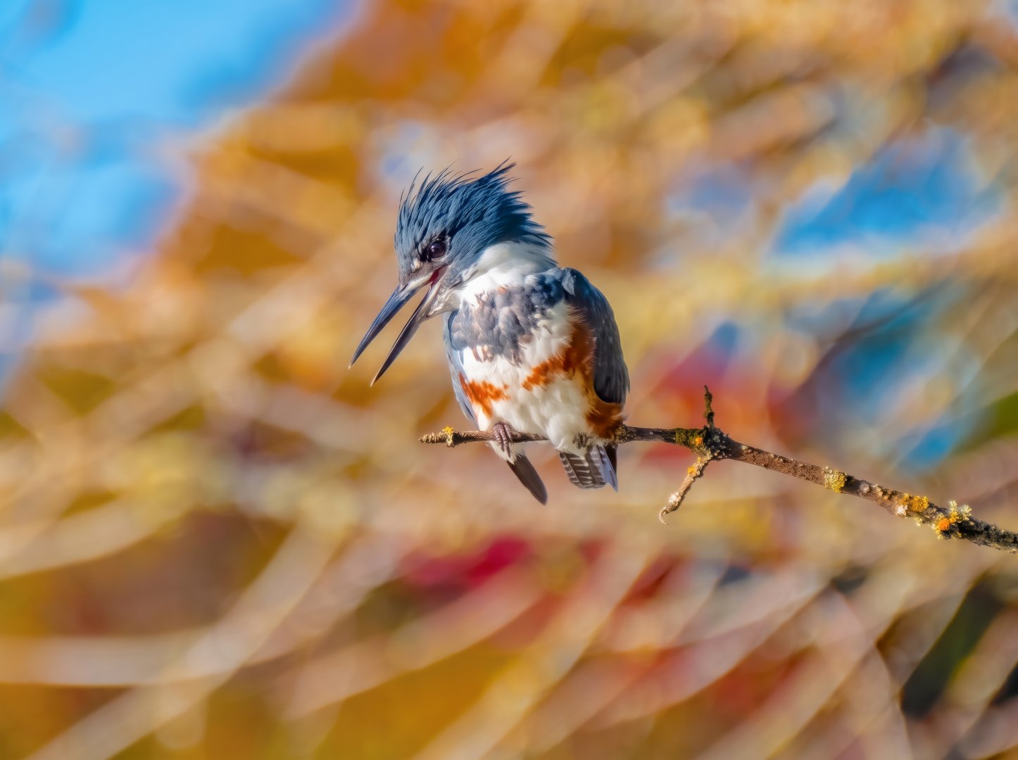 Female Belted Kingfisher Calling