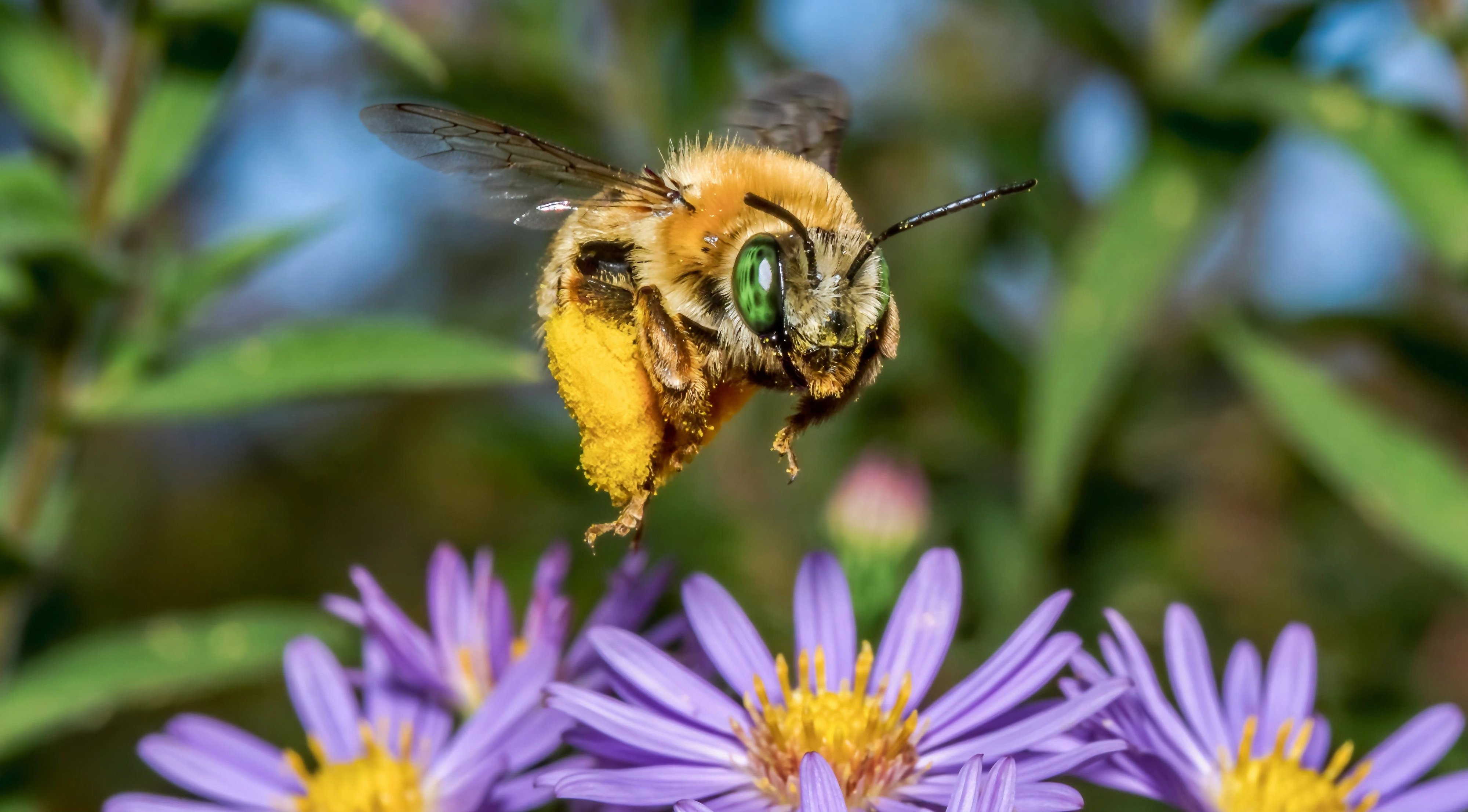 Female Long-horned Bee in Flight