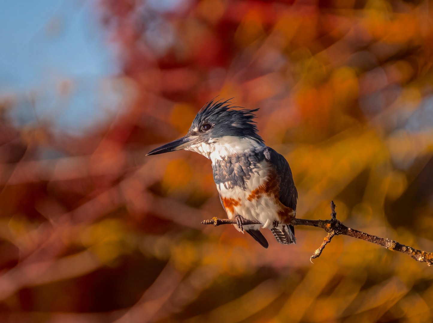 Female Belted Kingfisher in Autumn Color