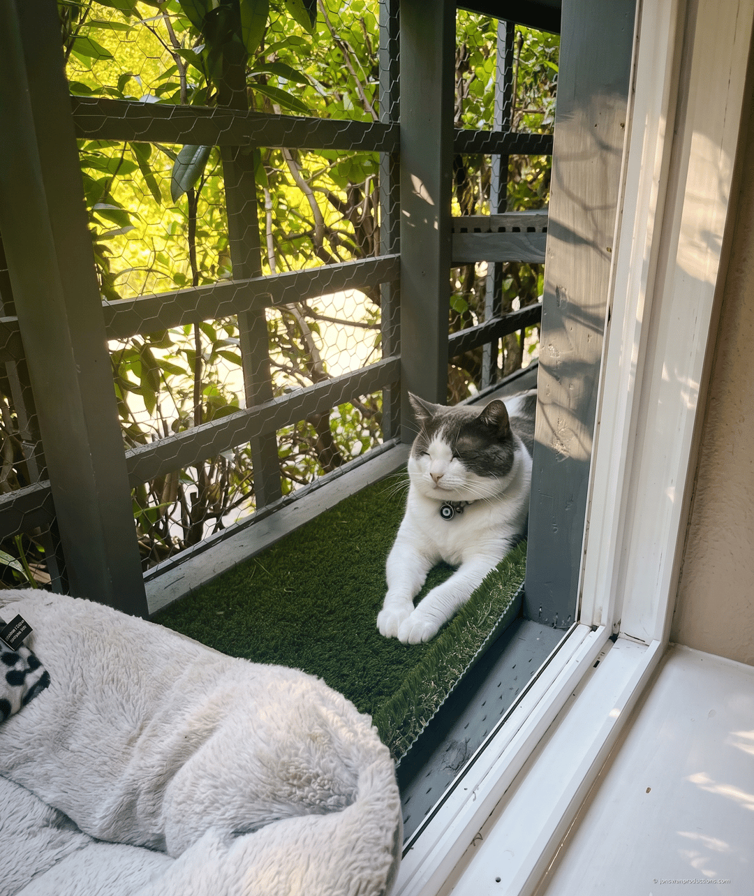 Bodhi relaxing safely in his catio