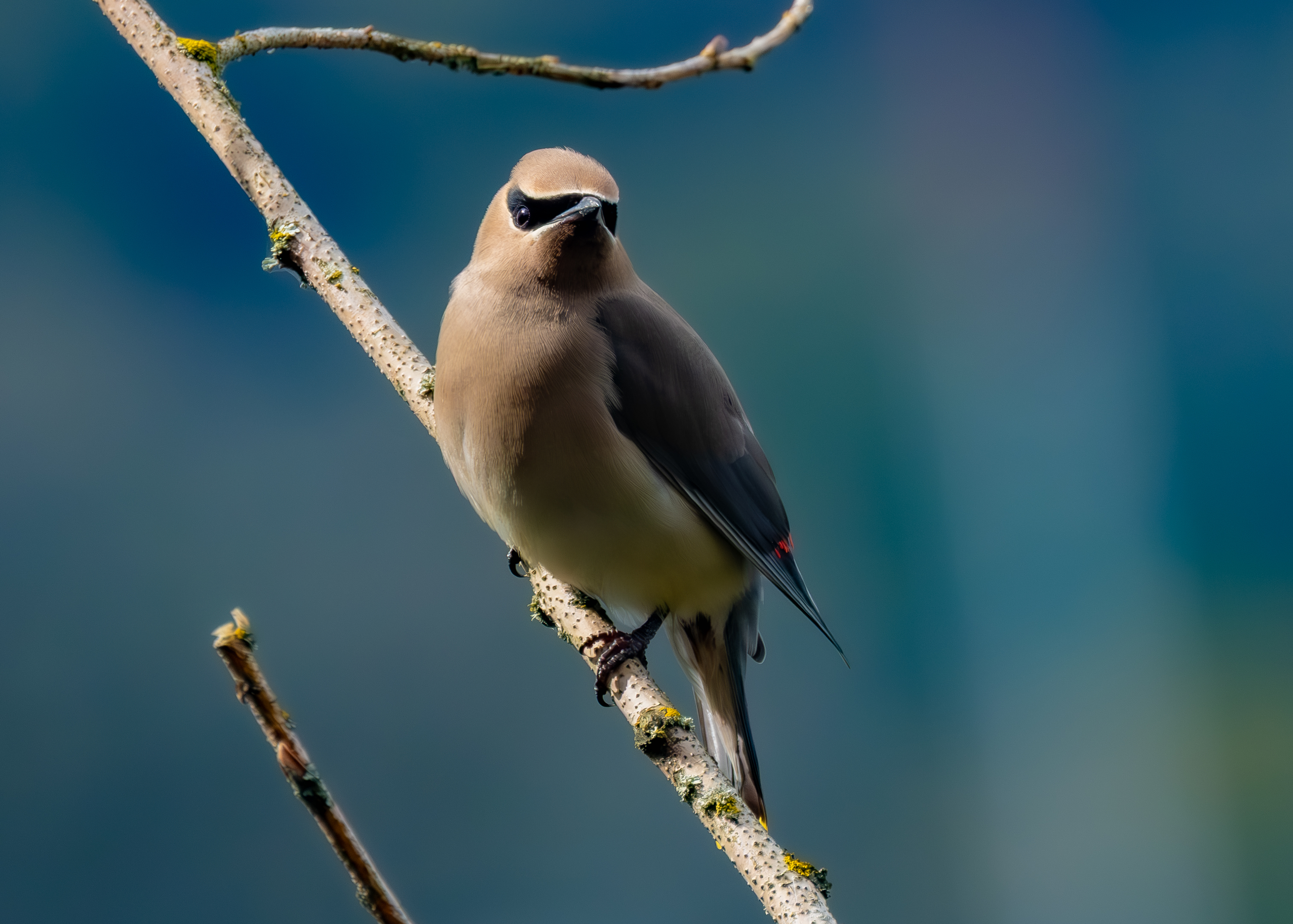 Cedar Waxwing