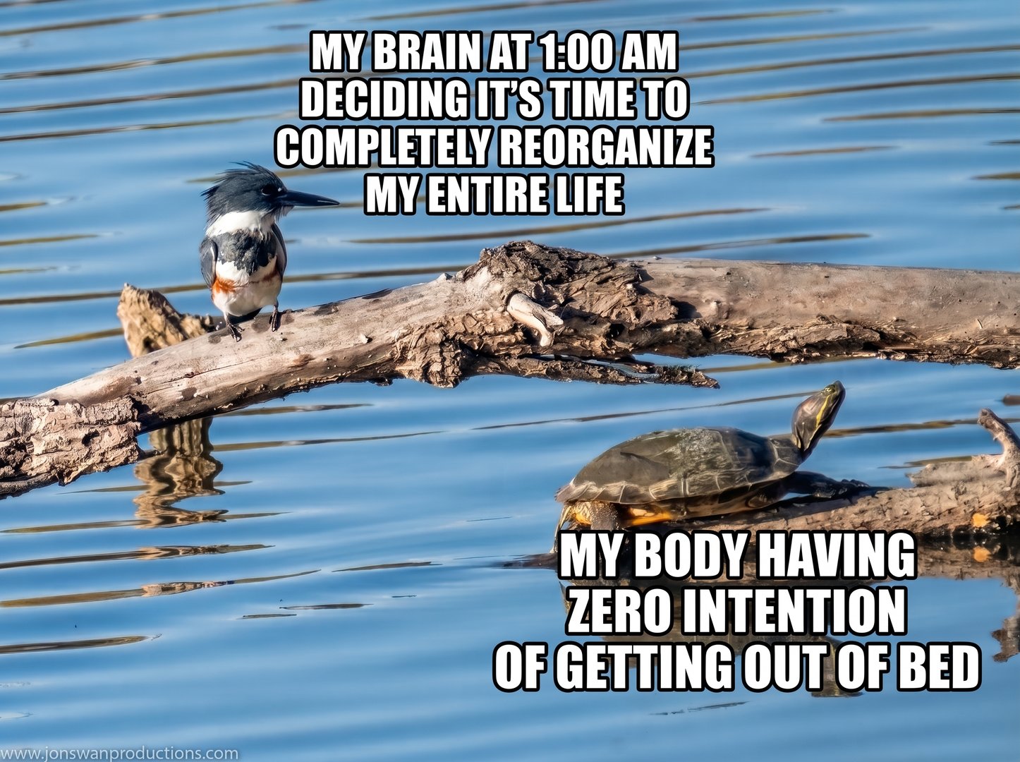 Meme of a Belted Kingfisher alert on a log and a turtle lying flat beside it, captioned about the brain at 1am versus the body