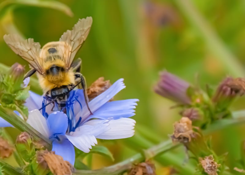 The Yellow Bumble Bee