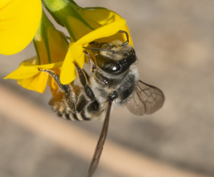 The Leaf Cutter Bee: An Ecological Marvel and Pollination Powerhouse