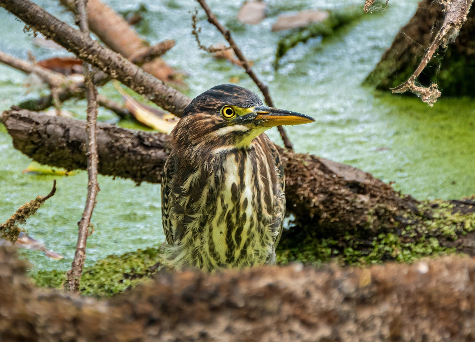 Juvenile green heron with streaked breast crouched among logs and duckweed