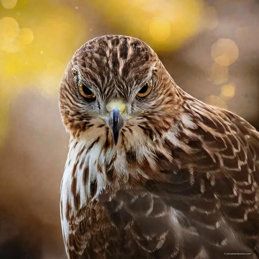 Close portrait of a red-tailed hawk looking into the camera with a heavy brow