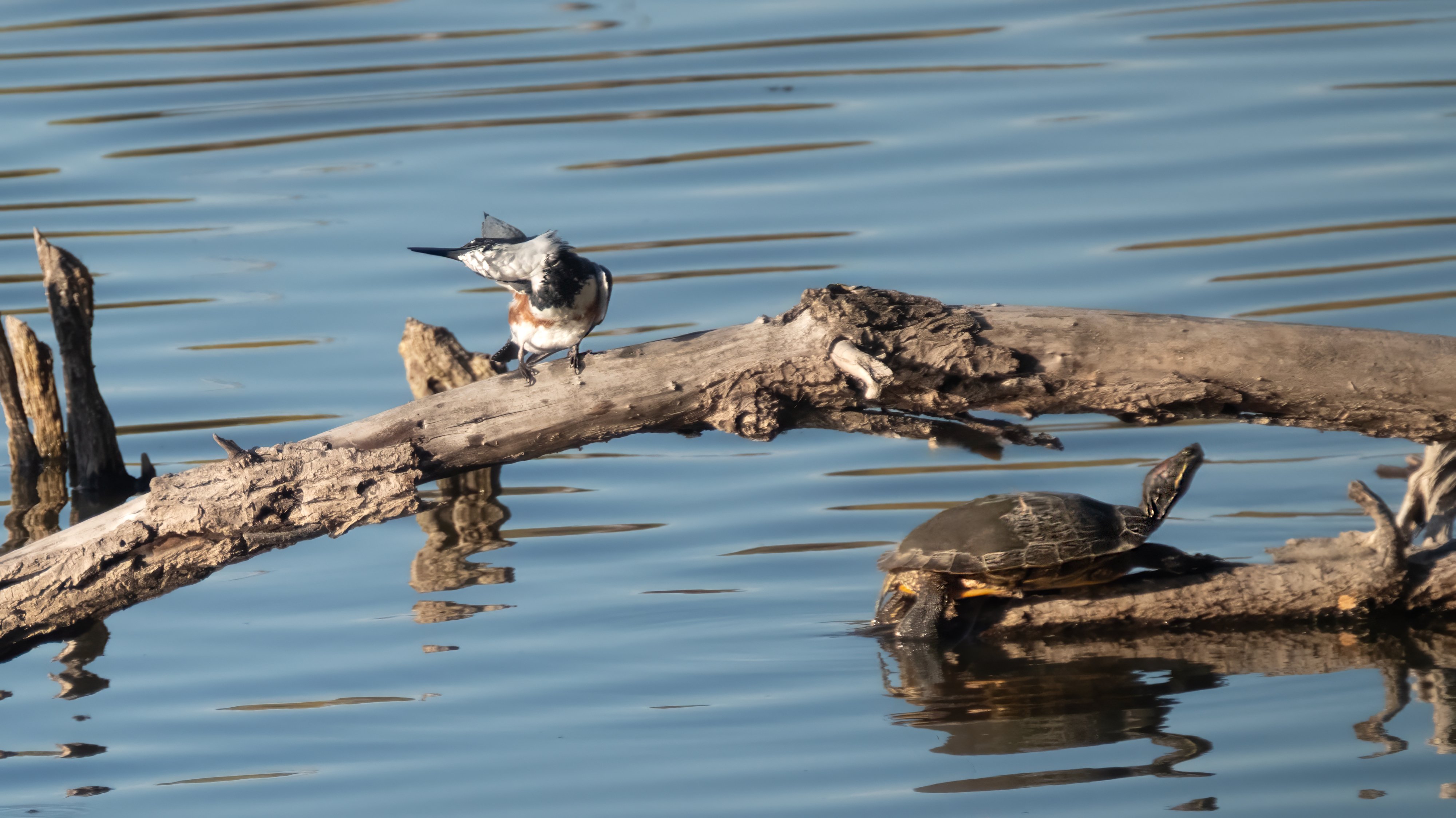 A Belted Kingfisher hunched on a log, shaking water from her feathers after a dive