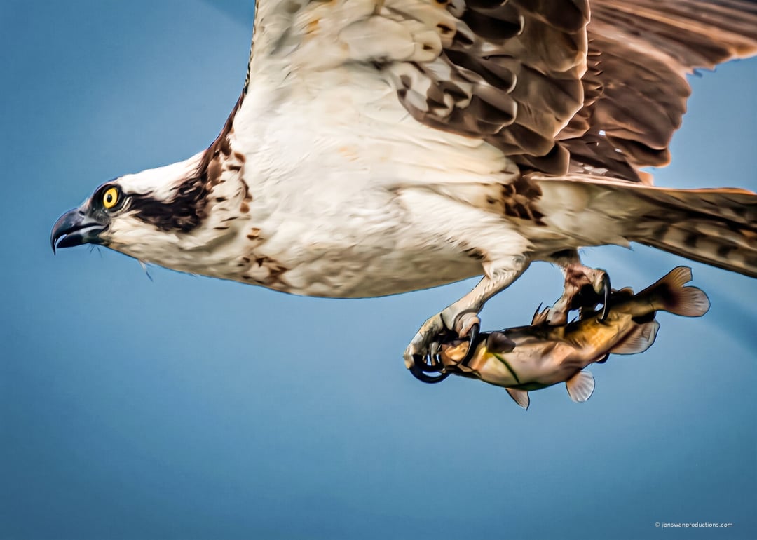 Close-up of an osprey overhead against blue sky with a fish gripped in both feet, talons clearly visible