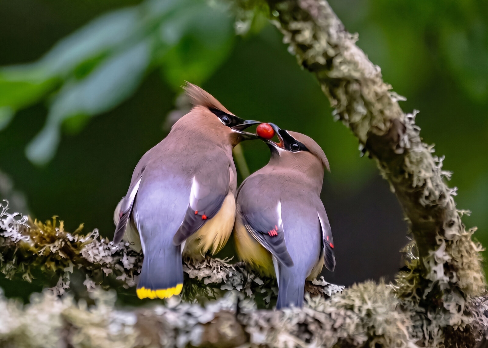 Waxwings
