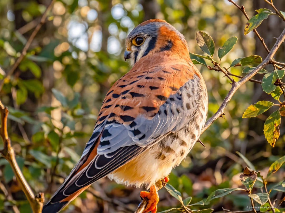 Male American kestrel perched in autumn foliage showing rufous back and blue-gray wings