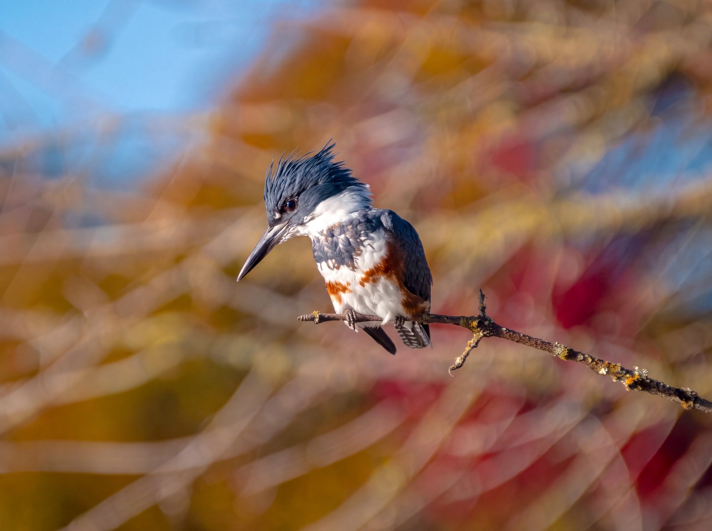 Female Belted Kingfisher, Scanning the Water