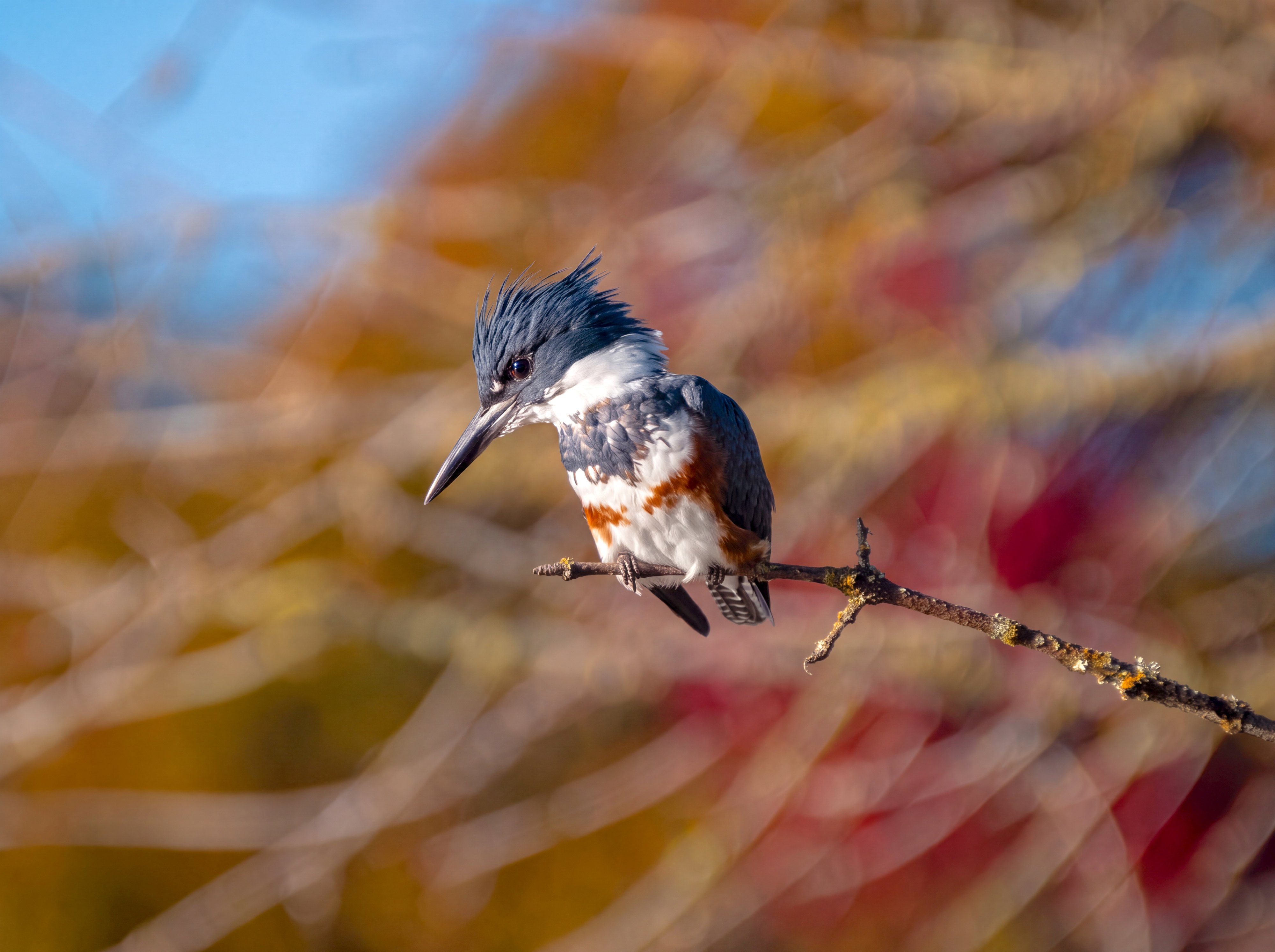 Female Belted Kingfisher with head angled down, crest raised, watching the water below her perch