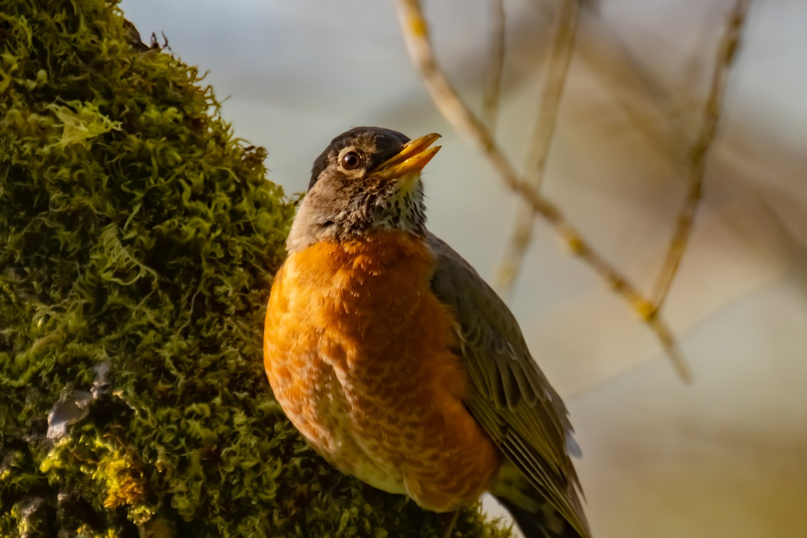 The American Robin: A Beloved Symbol of Spring in Portland, Oregon