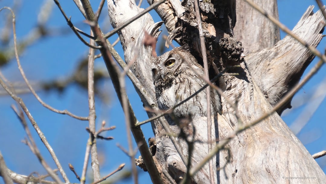 Western screech owl camouflaged against gray bark in a dead tree
