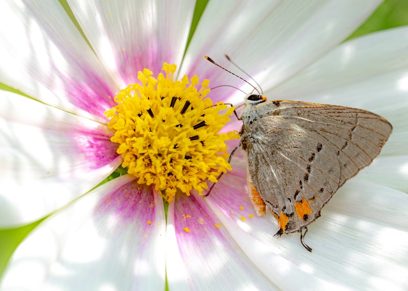 A Tiny Visitor: Gray Hairstreak on My Cosmos
