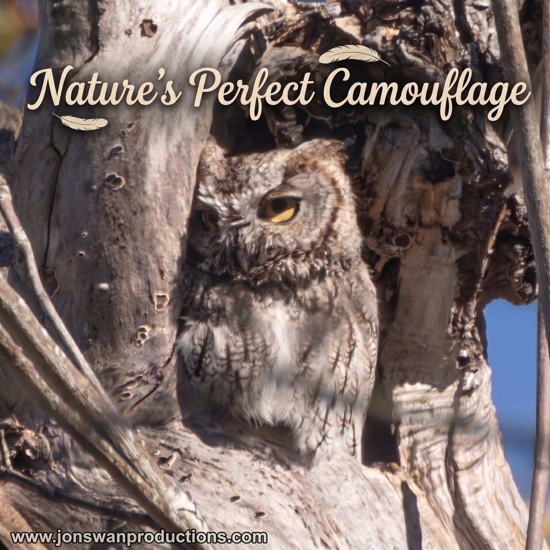 Western screech owl nearly invisible against the matching gray bark of a gnarled snag, one yellow eye open, titled Nature's Perfect Camouflage