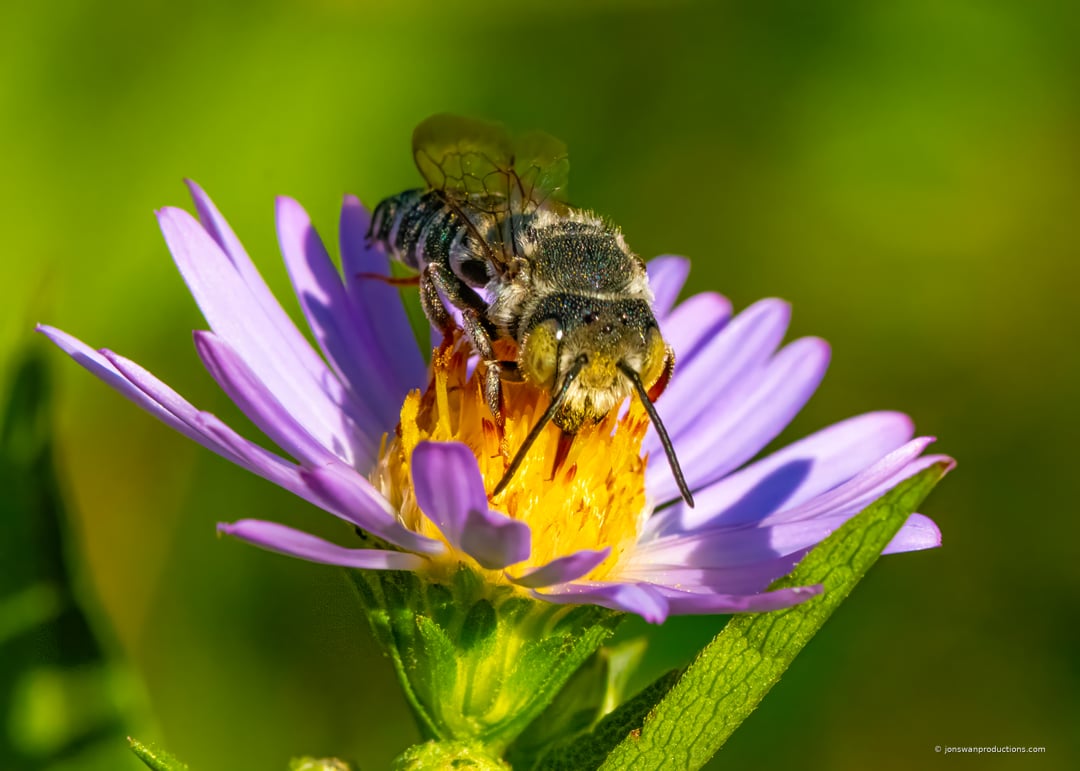 Bee facing the camera on a Douglas aster with pollen on her face and body
