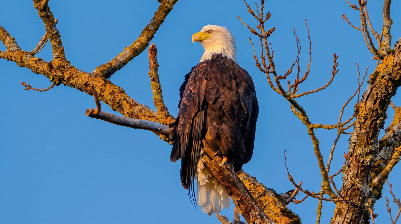 Adult bald eagle perched on a lichen-covered branch in warm golden light against a deep blue sky