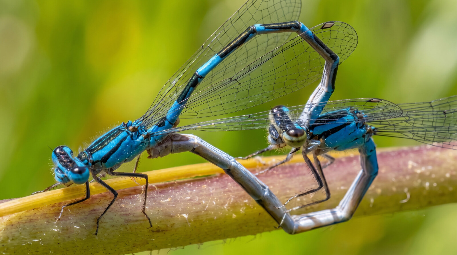 Two blue damselflies on a stem forming the heart-shaped mating wheel