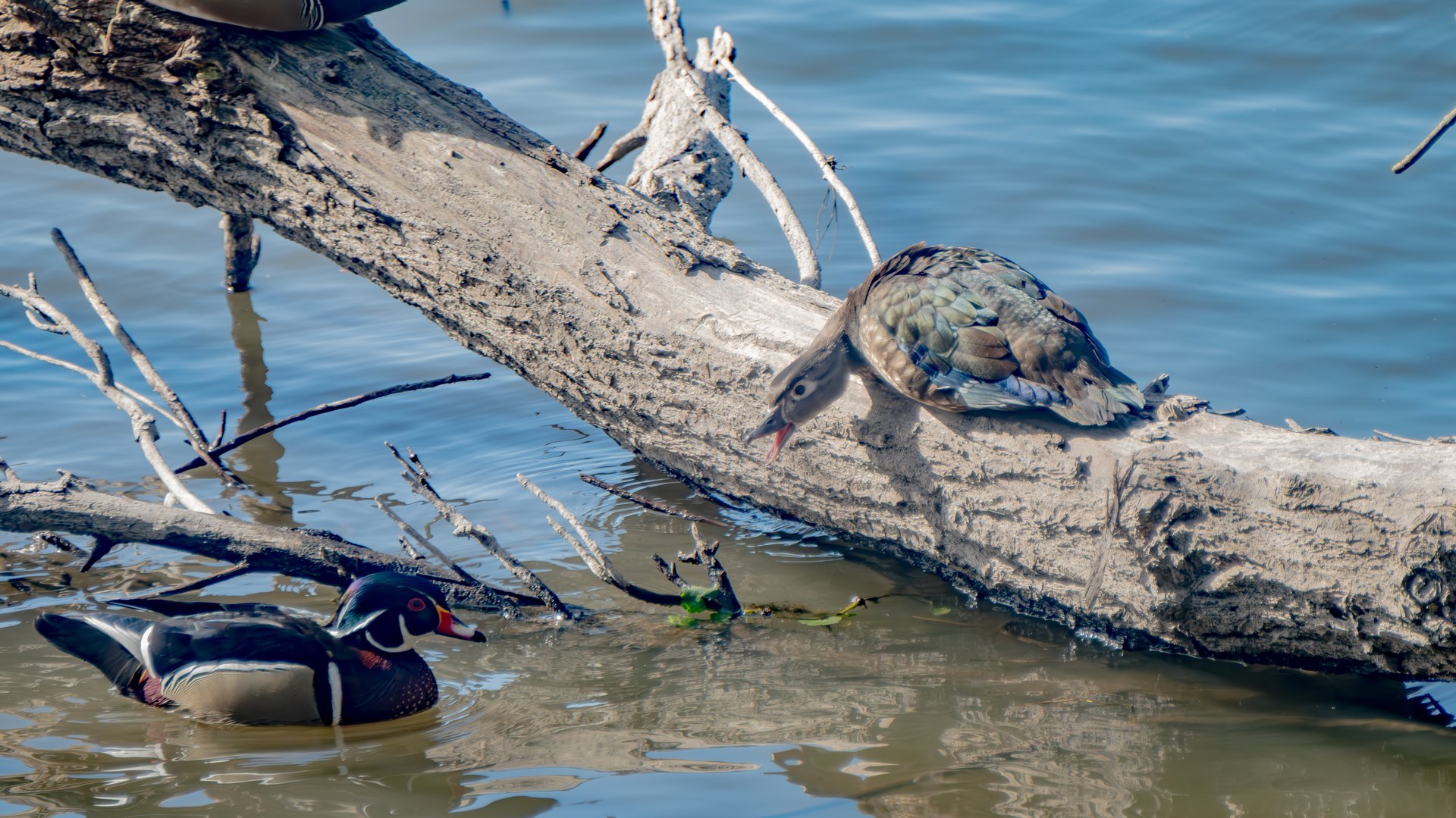 Female Wood Duck yelling at male at Oaks Bottom