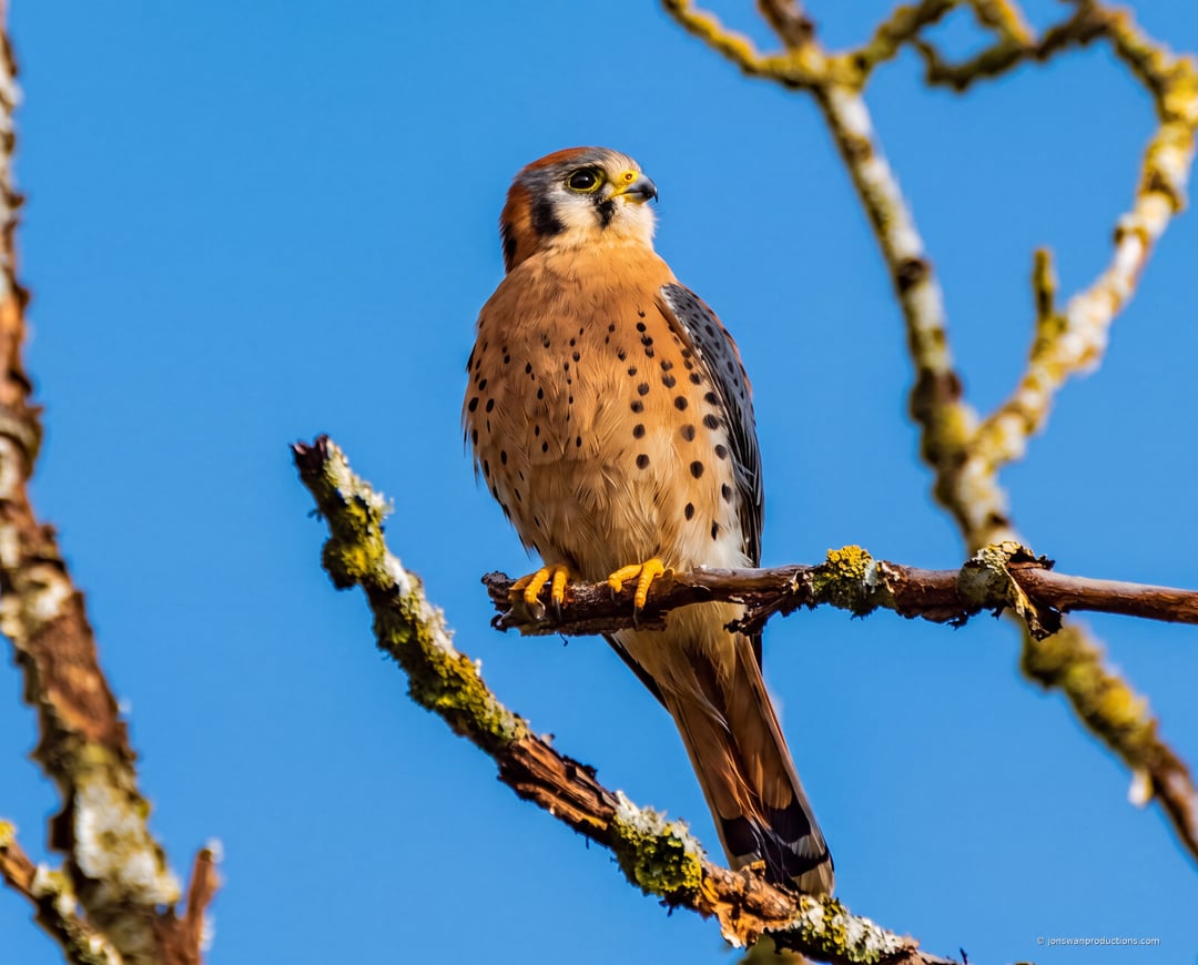 Male American kestrel on a lichen-covered branch against deep blue sky, head turned upward