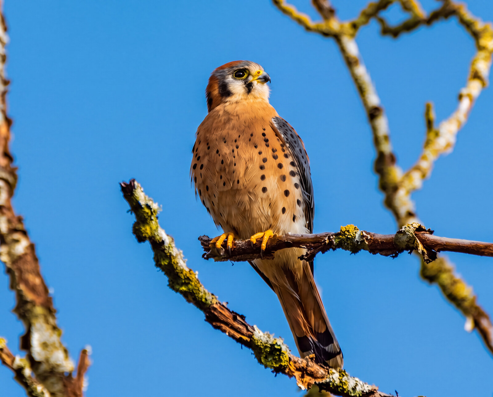 Male American kestrel on a lichen-covered branch against deep blue sky, head turned upward
